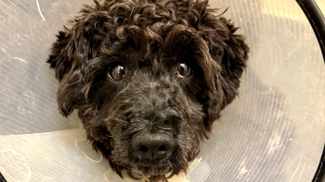 4. “How much is that doggy…?”